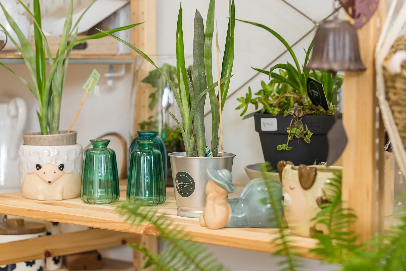 Homeware pot-plants and glass containers sitting on wooden shelf. 